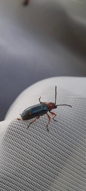 Oulema melanopus/duftschmidi