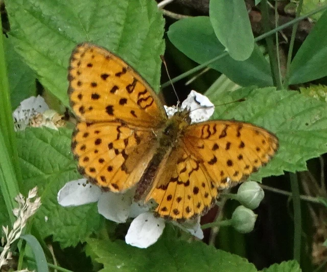 Brenthis daphne - málna-gyöngyházlepke