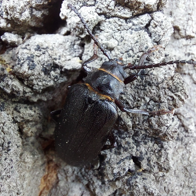Prionus coriarius - csőszcincér