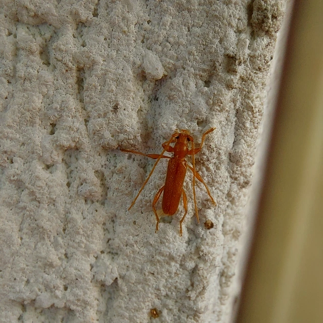 Axinopalpis gracilis - kecses selymescincér