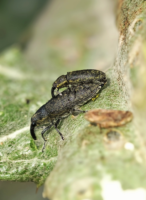 Lixus cardui/filiformis