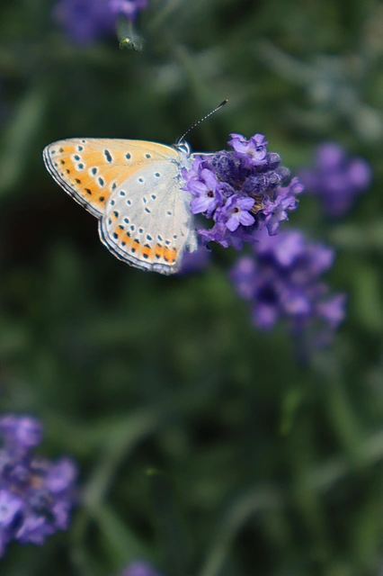 Lycaena thersamon - kis tűzlepke