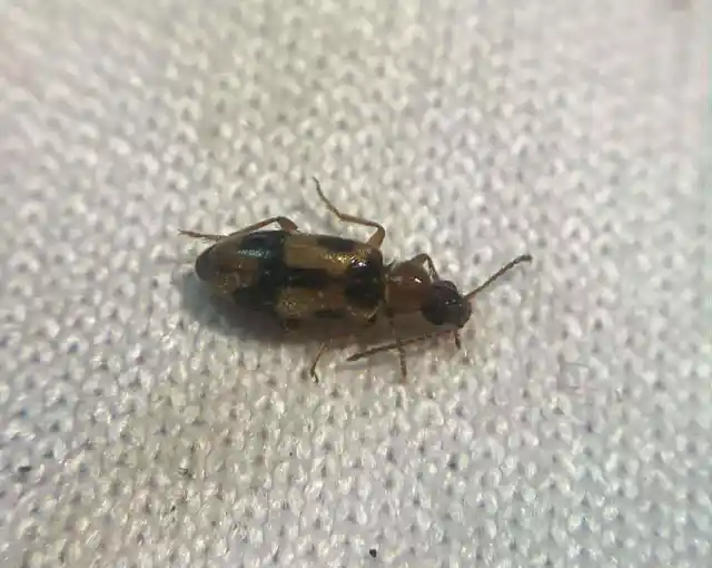 Notoxus appendicinus - déli nyakszarvúbogár