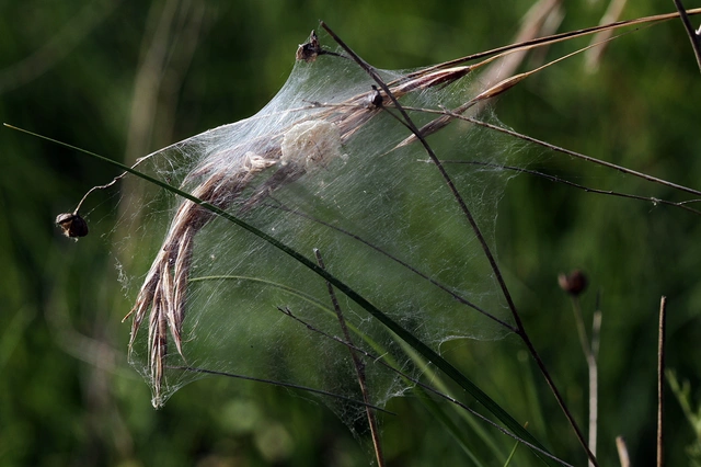 Pisaura mirabilis - csodáspók