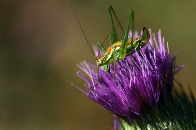 Leptophyes albovittata - közönséges virágszöcske