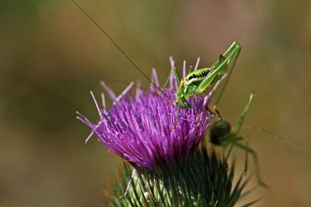 Leptophyes albovittata - közönséges virágszöcske
