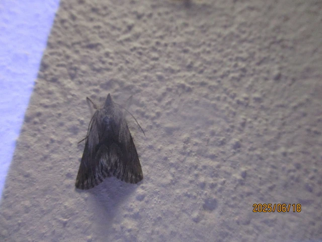 Calophasia platyptera - szürke apróbagoly