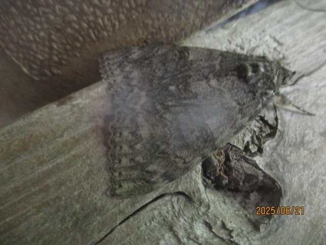 Catocala nupta - piros övesbagoly