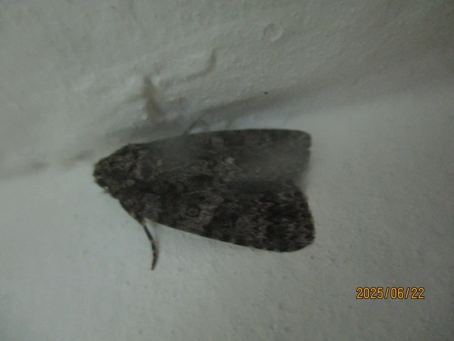 Acronicta rumicis - sóska-szigonyosbagoly