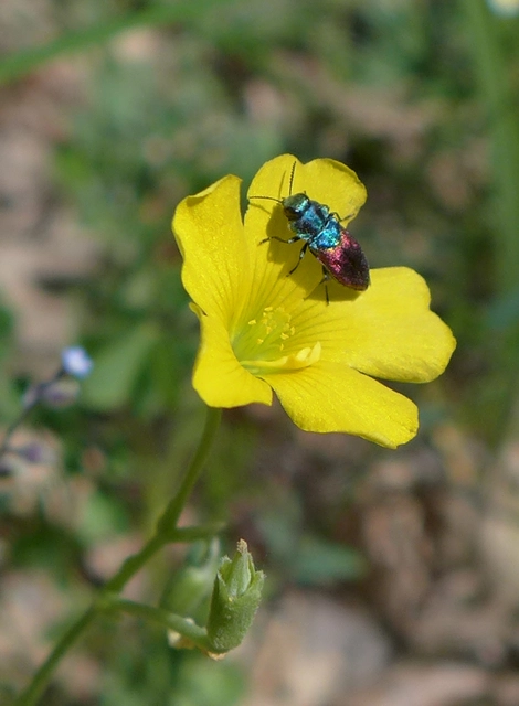 Anthaxia salicis - bíboros virágdíszbogár