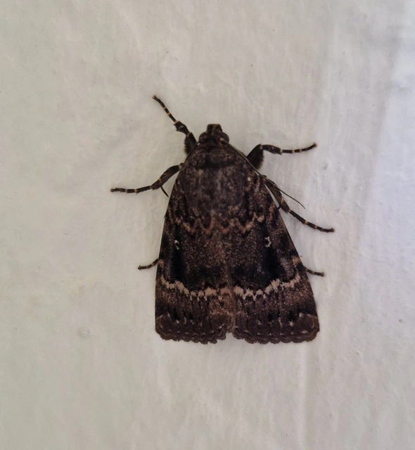Amphipyra pyramidea - fahéjszínű bagoly