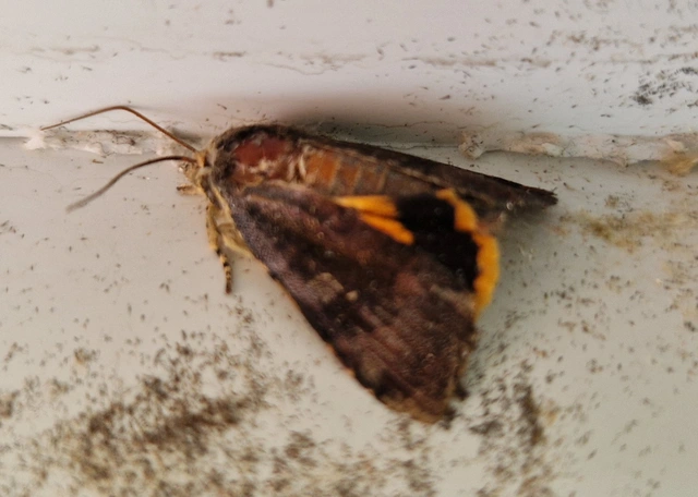 Noctua janthe/janthina