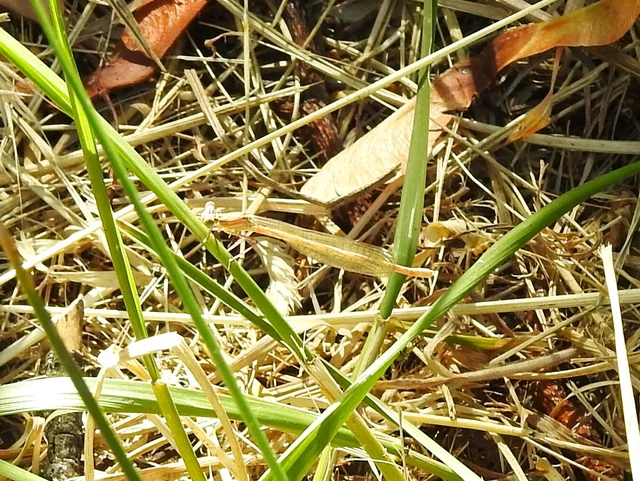 Platycnemis pennipes - széleslábú szitakötő