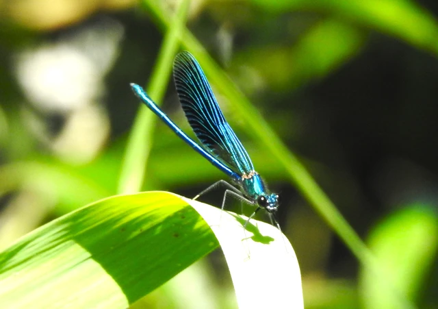Calopteryx splendens - sávos szitakötő