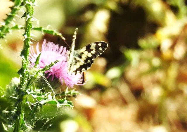 Melanargia galathea - sakktáblalepke