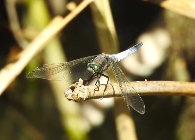Orthetrum cancellatum - feketefarkú pásztorszitakötő