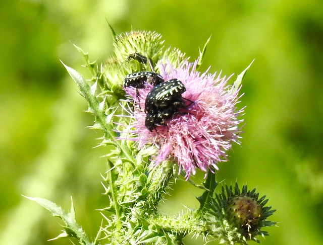 Oxythyrea funesta - sokpettyes virágbogár