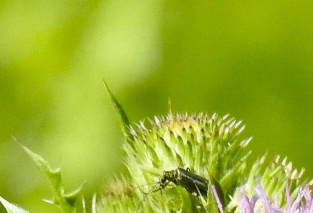 Oedemera