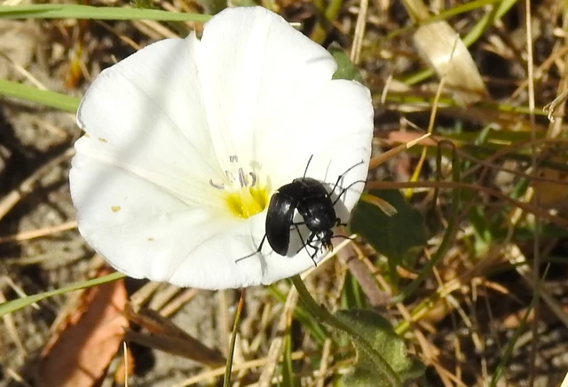 Podonta nigrita - szerecsenbogár