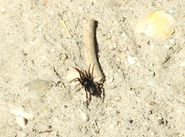 Trachyzelotes pedestris - vöröslábú gyászpók