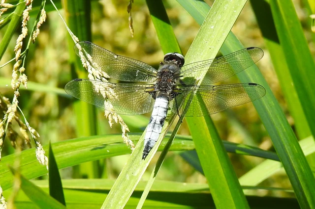 Libellula fulva - kisfoltos laposacsa