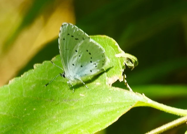Celastrina argiolus - bengeboglárka