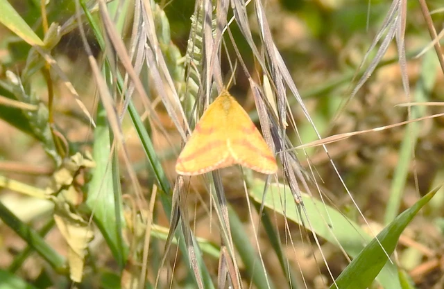 Lythria purpuraria - bíborsávos araszoló