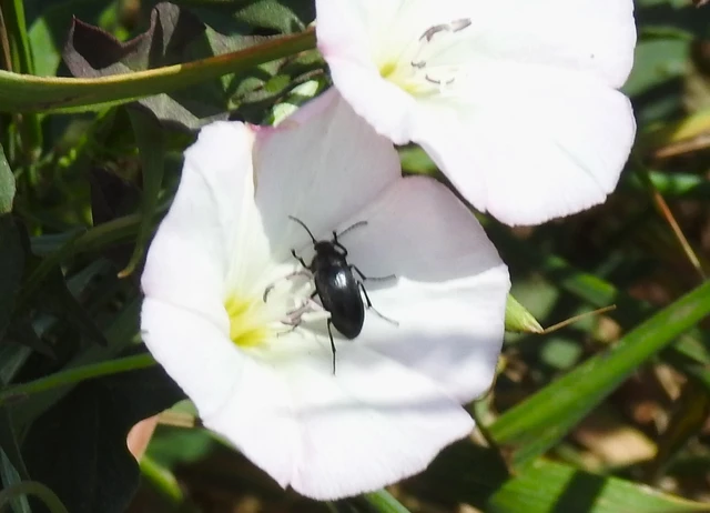 Podonta nigrita - szerecsenbogár