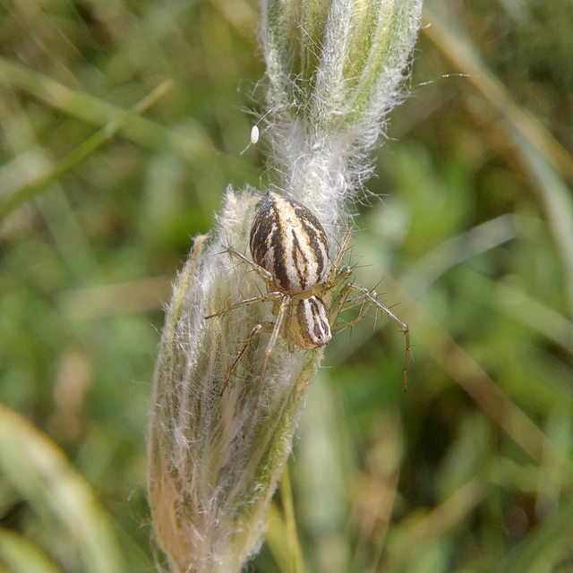 Oxyopes lineatus