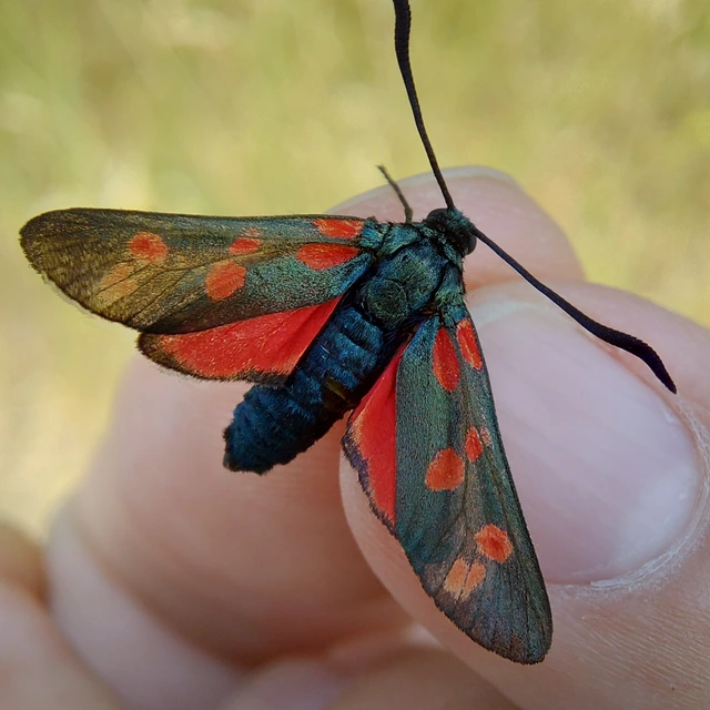Zygaena filipendulae - acélszínű csüngőlepke