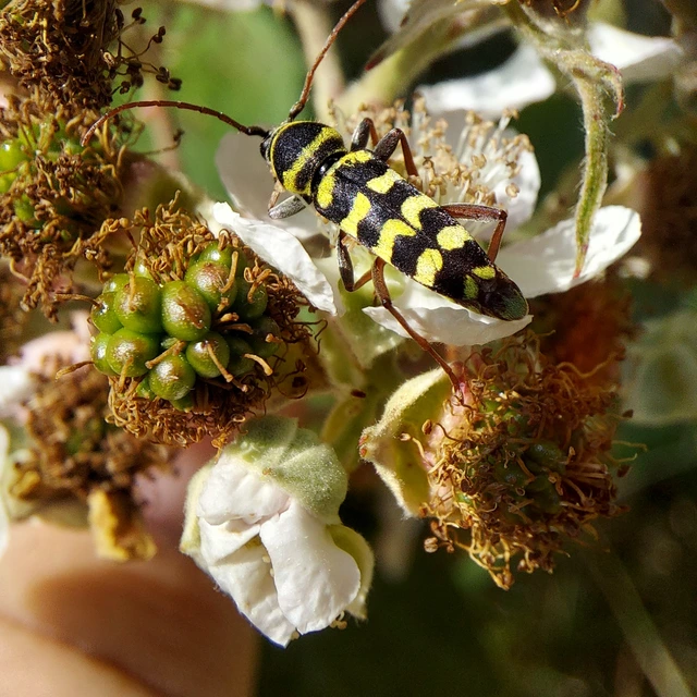 Echinocerus floralis - lucerna-darázscincér