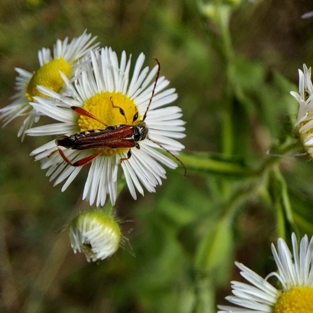 Stenopterus rufus - tarkacsápú keskenyfedőscincér