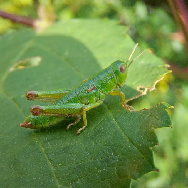 Odontopodisma decipiens - déli hegyisáska