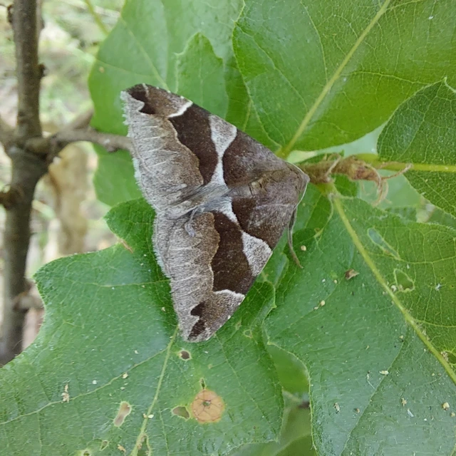 Dysgonia algira - déli porcelánbagoly