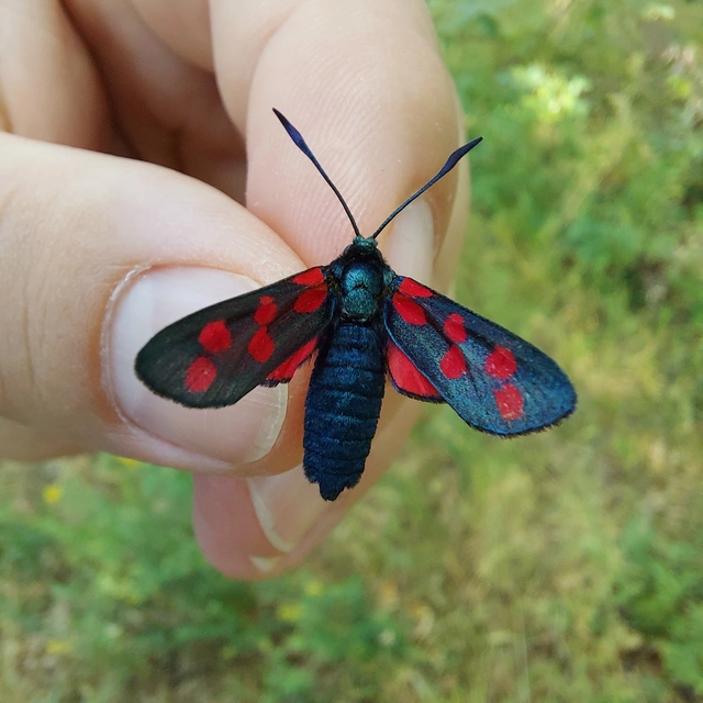 Zygaena filipendulae - acélszínű csüngőlepke