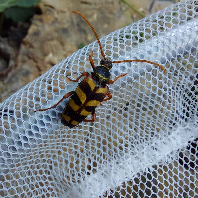 Leptura aurulenta - sárgaszőrű szalagoscincér