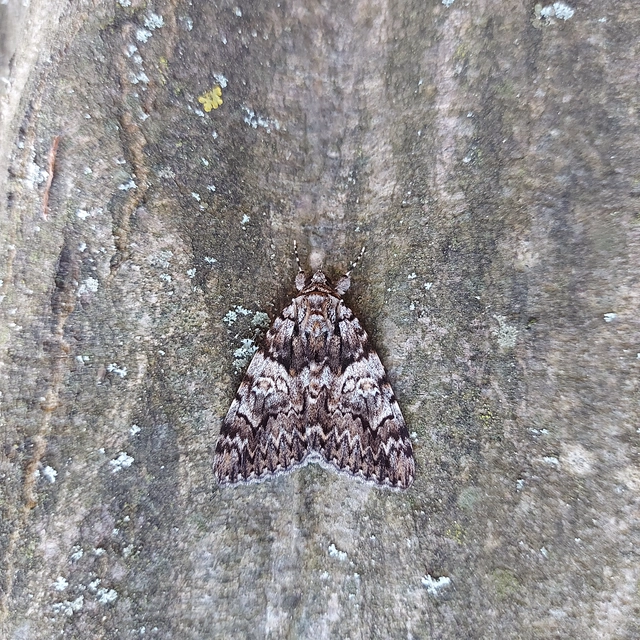 Catocala promissa - kis tölgyfa-övesbagoly