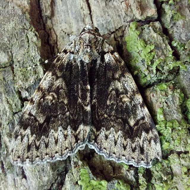 Catocala promissa - kis tölgyfa-övesbagoly