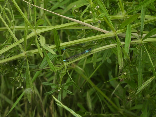 Ischnura elegans pontica - kéköves légivadász
