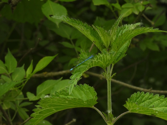 Coenagrion puella - azúrkék légivadász
