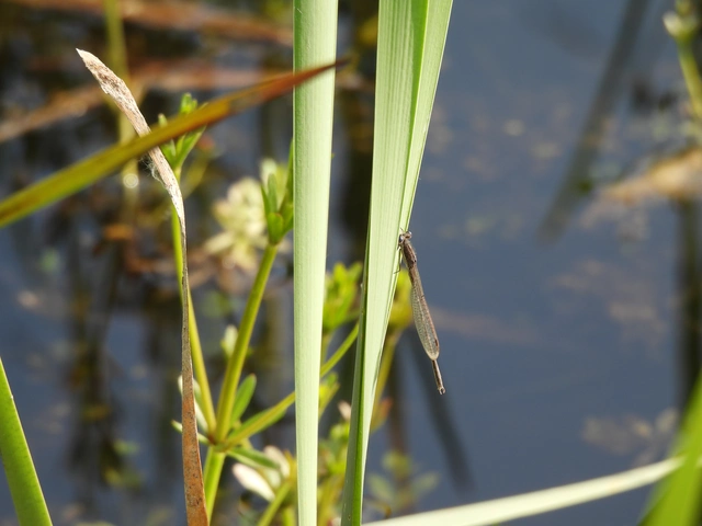 Sympecma fusca - téli rablószitakötő