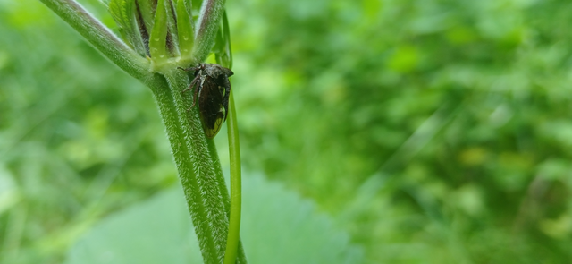 Centrotus cornutus - szarvaskabóca