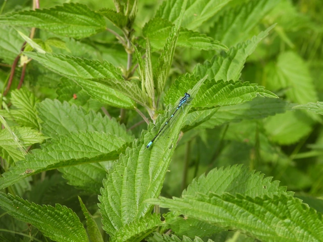 Coenagrion pulchellum - karcsú légivadász