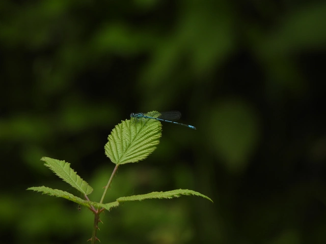 Coenagrion puella - azúrkék légivadász