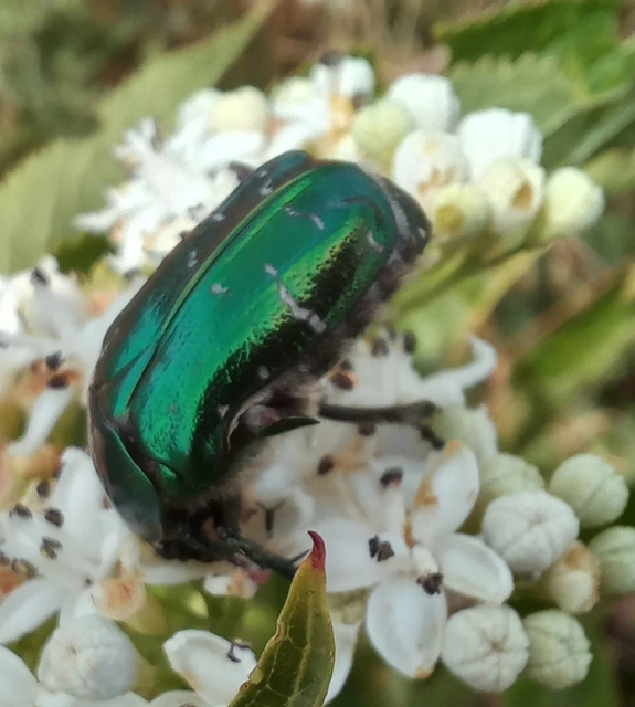 Cetonia aurata - aranyos virágbogár