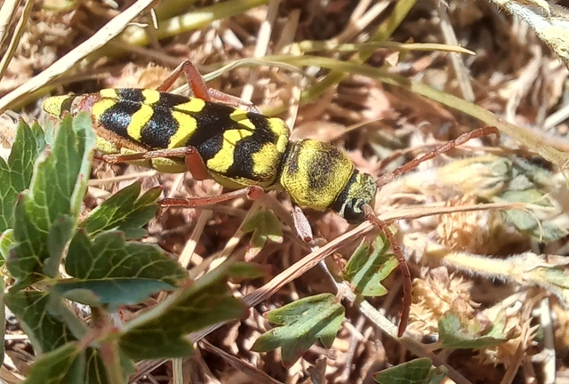 Echinocerus floralis - lucerna-darázscincér
