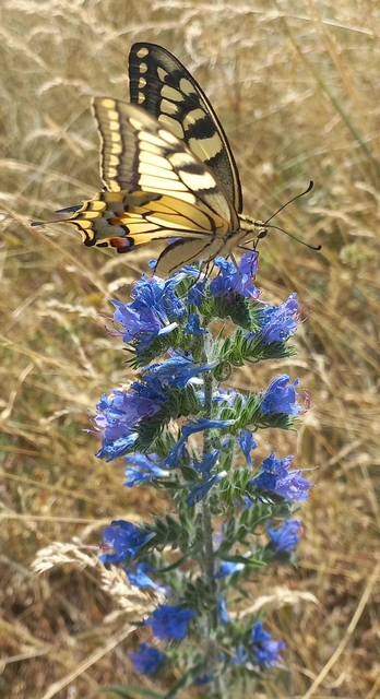 Papilio machaon - fecskefarkú lepke