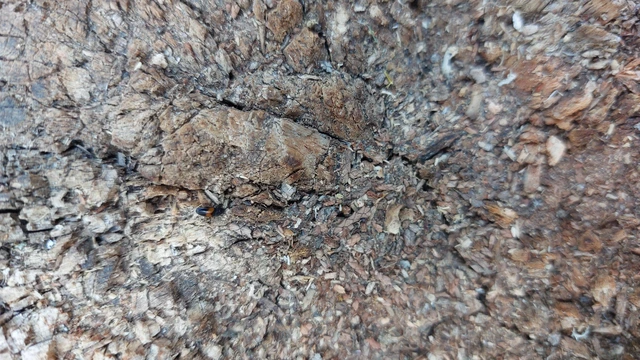Drapetes mordelloides - kétcseppes merevpattanó