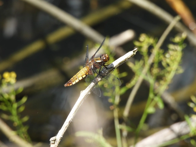 Libellula depressa - széles laposacsa