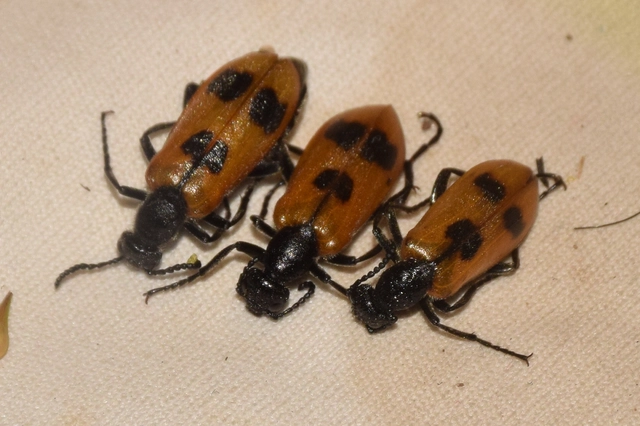 Lydus trimaculatus - háromfoltos hólyaghúzó